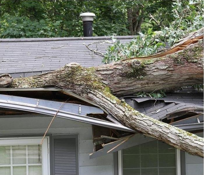 Fallen tree on roof of home; damaged home